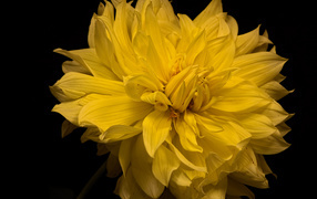 Большой желтый цветок георгины на черном фоне
