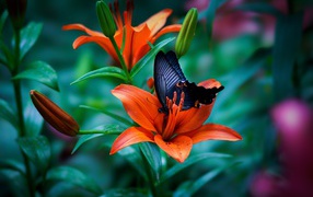 Black butterfly sits on an orange lily