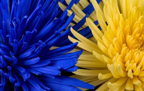 Синяя и желтая хризантемы крупным планом