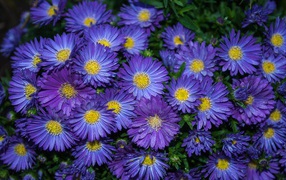 Blue flowers aster closeup