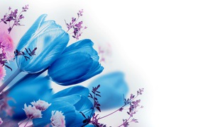 Blue tulips on a white background