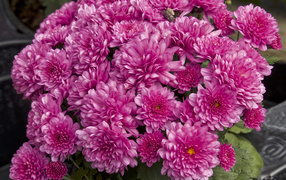 Bouquet of beautiful pink chrysanthemums close-up