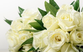 Bouquet of beautiful white roses with green leaves