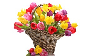 Букет разноцветных тюльпанов в плетеной корзине на белом фоне