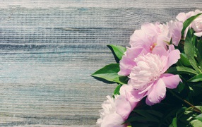 Bouquet of pink spring peonies on a wooden surface