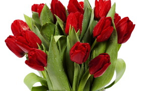 Букет красных тюльпанов в каплях росы в стеклянной вазе на белом фоне