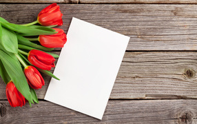 Букет красных тюльпанов с белым листом шаблон для открытки