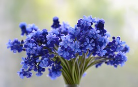 Букет весенних голубых цветов