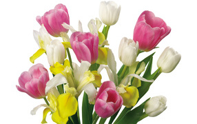 Bouquet of yellow and pink tulips and irises on a white background