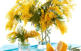 Bouquet of yellow mimosa in a vase on the table with lemon