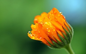 Calendula flower bud in the drops of dew on a green background