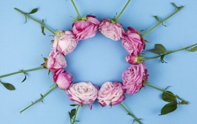 Circle of pink roses on a blue background