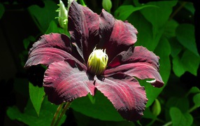 Бордовый цветок клематиса крупным планом
