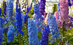 Colorful Delphinium Flowers in a Greenhouse