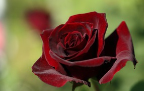 Dark maroon rose close up