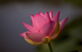 Нежный розовый цветок лотоса крупным планом на сером фоне