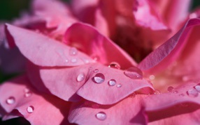 Delicate pink rose petals in drops of dew