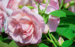 Нежные розовые розы в каплях росы с зелеными листьями 
