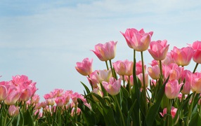 Нежные розовые тюльпаны на фоне голубого неба