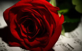 Нежная красная роза лежит на нотах 