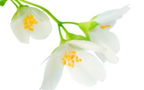 Delicate white flowers of jasmine on a white background close-up