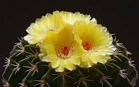 Delicate yellow flowers on a green prickly cactus