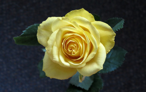 Нежная желтая роза вид сверху крупным планом