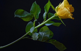 Delicate yellow rose with green leaves on a black background