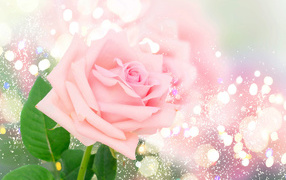 Ароматная розовая роза на ярком фоне с бликами