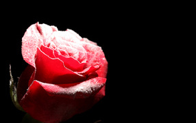 Покрытая инеем красная роза на черном фоне