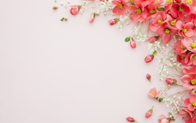 Gray background with pink spring flowers