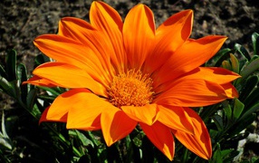 Large orange gazania in the flowerbed
