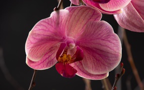 Большой розовый цветок орхидеи крупным планом