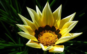 Large yellow gazania in the flowerbed