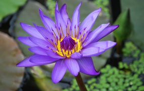 Сиреневый красивый цветок лотоса в воде