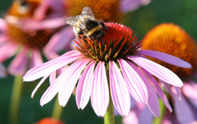 Little bee collects nectar from an echinacea flower
