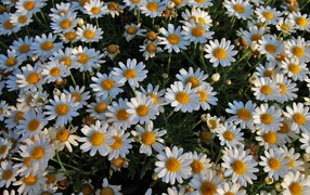 Lots of little white daisies in the flowerbed