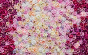 Много красивых разноцветных роз вид сверху