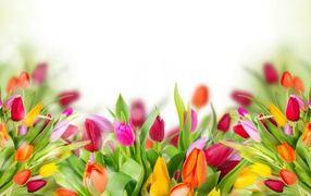 Many beautiful multicolored tulip background for greeting card