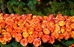 Много красивых оранжевых роз