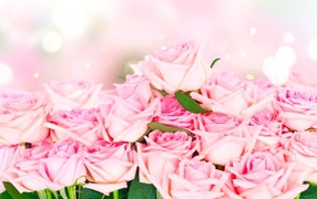 Many beautiful pink roses, background