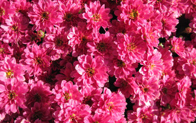 Many beautiful tender pink chrysanthemums close-up
