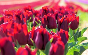 Много тюльпанов бордового цвета в лучах солнца