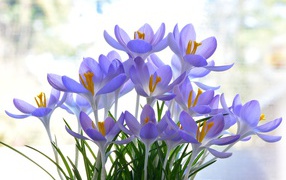 Many delicate lilac crocus flowers