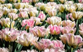 Много нежных розовых тюльпанов на клумбе крупным планом