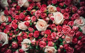 Много разноцветных роз крупным планом