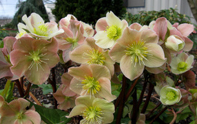 Many pink flowers of hellebore closeup