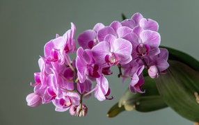 Много розовых цветов орхидеи на сером фоне