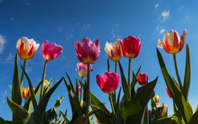 Разноцветные тюльпаны в лучах солнца под голубым небом