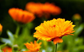 Оранжевый красивый цветок календулы крупным планом